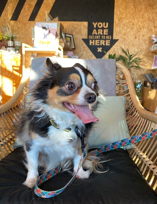 Pip — Chief Cuddle Officer · Woof/Woof